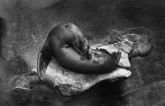 A Ledge For One A Ledge For One