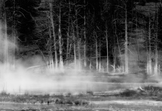 Mystical Forest Mystical Forest