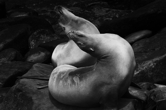 Synchronized Sun Bathing Synchronized Sun Bathing