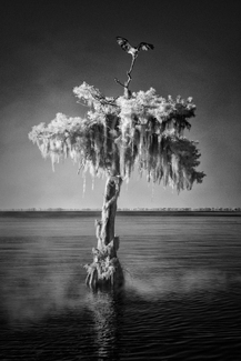 Blue Cypress Lake Blue Cypress Lake