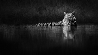 Tiger's Retreat Tiger's Retreat