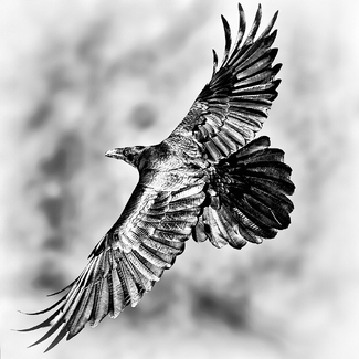 Raven of Death Valley Raven of Death Valley