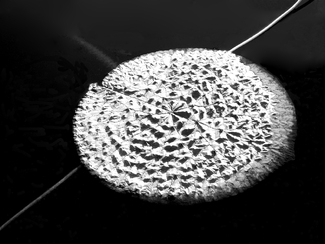 Lily Pool, Tethered Lily Pool, Tethered