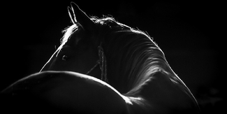 Dawn's Early Light Dawn's Early Light