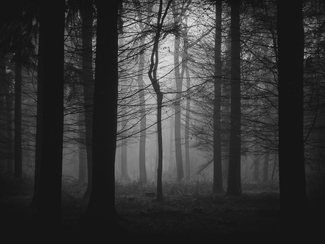 A Slender Presence A Slender Presence