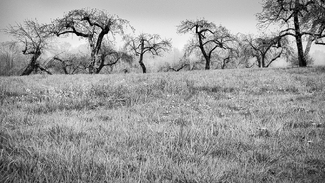 Apple Trees 8 Apple Trees 8