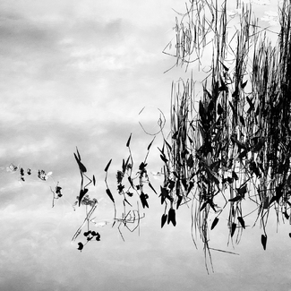 Water Plants 4 Water Plants 4