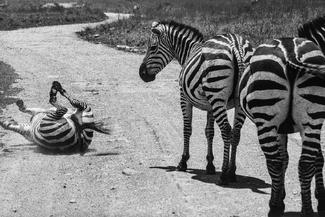 Forgive Him, He's still young Forgive Him, He's still young