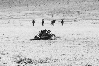 Four Wildebeest of the Apocalypse Four Wildebeest of the Apocalypse