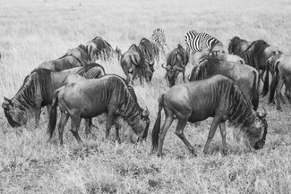 The Masai Mara Canvas