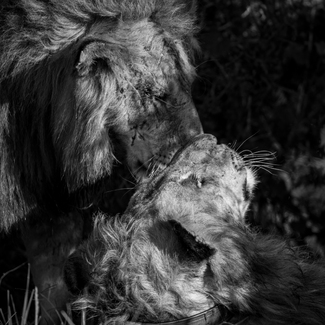 Lifetime Together Lifetime Together