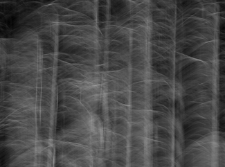 Forest Impression Forest Impression