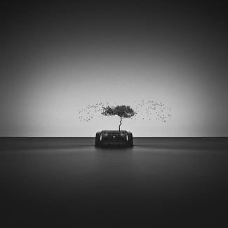 Birds Tree Birds Tree