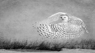 Hover, Snowy Owl 