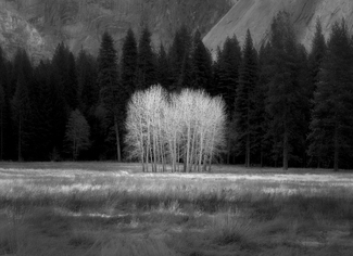Ahwahnee Meadow Cottonwoods Ahwahnee Meadow Cottonwoods