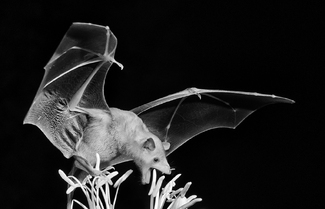 Nectar Bat in Arizona 3 Nectar Bat in Arizona 3