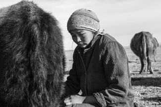 Girl Milking Cow, Mongolia Girl Milking Cow, Mongolia