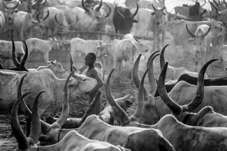 Mundari Boy In Cattle Camp Mundari Boy In Cattle Camp
