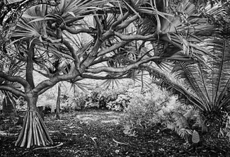 Enchanted Forest Enchanted Forest