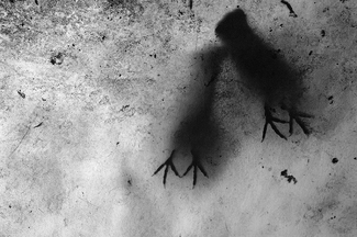 Pigeons on the roof Pigeons on the roof