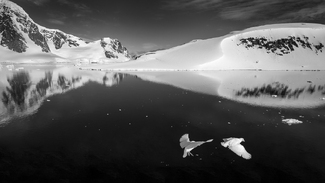 Antarctic Symphony Antarctic Symphony