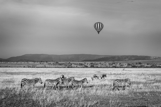 Tanzanian Zebra Tanzanian Zebra