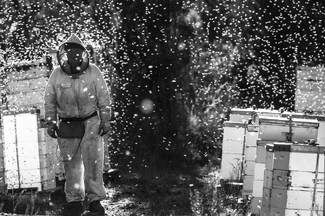 Leatherwood Bee Keeper Leatherwood Bee Keeper