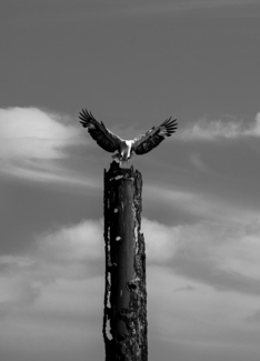 Flinders Eagle #3