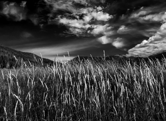 Rocky Mountain Grass Spikes