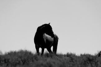 The Bachelor The Bachelor