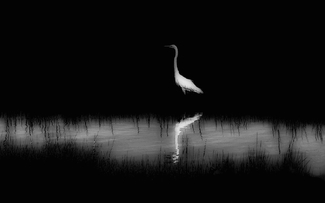 Lake Tashmoo, Solitude #3 Lake Tashmoo, Solitude #3