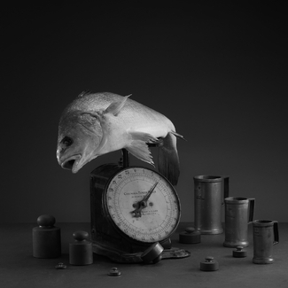 Fish Utopia, Metric vs Imperial Fish Utopia, Metric vs Imperial