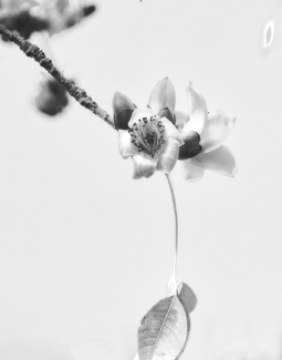 Kapok blossom Kapok blossom