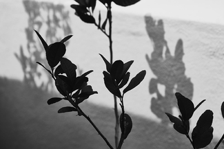 Butterflies illusion Butterflies illusion