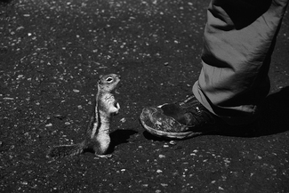 A little squirrel A little squirrel