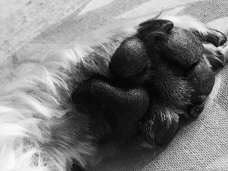Dog's paw or puppy's head Dog's paw or puppy's head