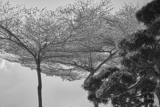 An interesting coexistence An interesting coexistence