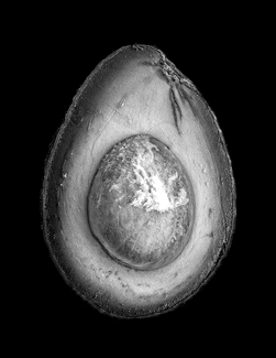 Avocado on Black Avocado on Black