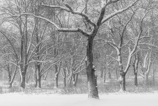 Winter's Brew Winter's Brew