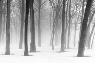 Magic Forest Magic Forest