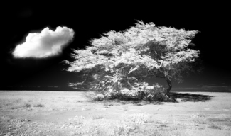 Molokai Sole tree 2