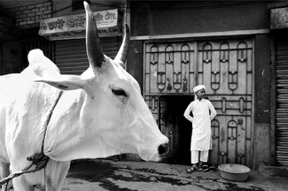 Eid Festival Eid Festival