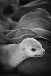Australian Seal Pup