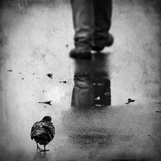 Pigeon in the rain Pigeon in the rain