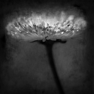 The light inside The light inside