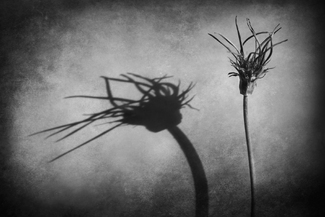 Chinese shadows Chinese shadows