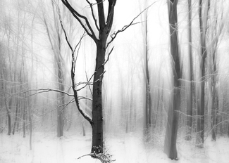 Anatomy of a Tree Anatomy of a Tree