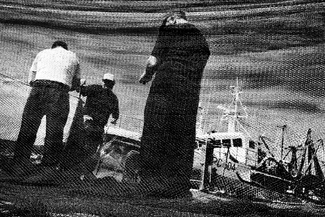 In the Net of Lampare In the Net of Lampare