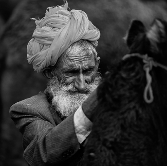 Camel Herder Camel Herder