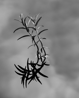 Water Plant And Clouds 2 Water Plant And Clouds 2